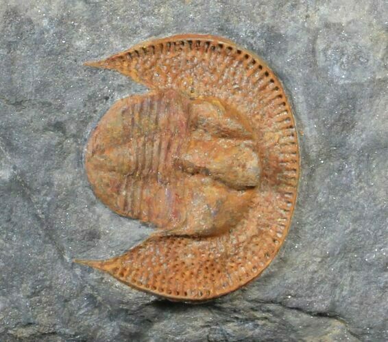 Orange Declivolithus Trilobite - Mecissi, Morocco #62714